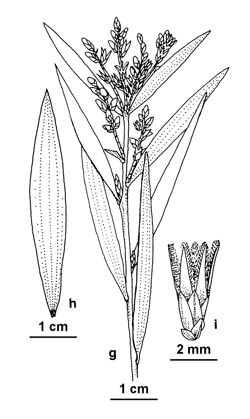 Leucopogon australis (hero image)