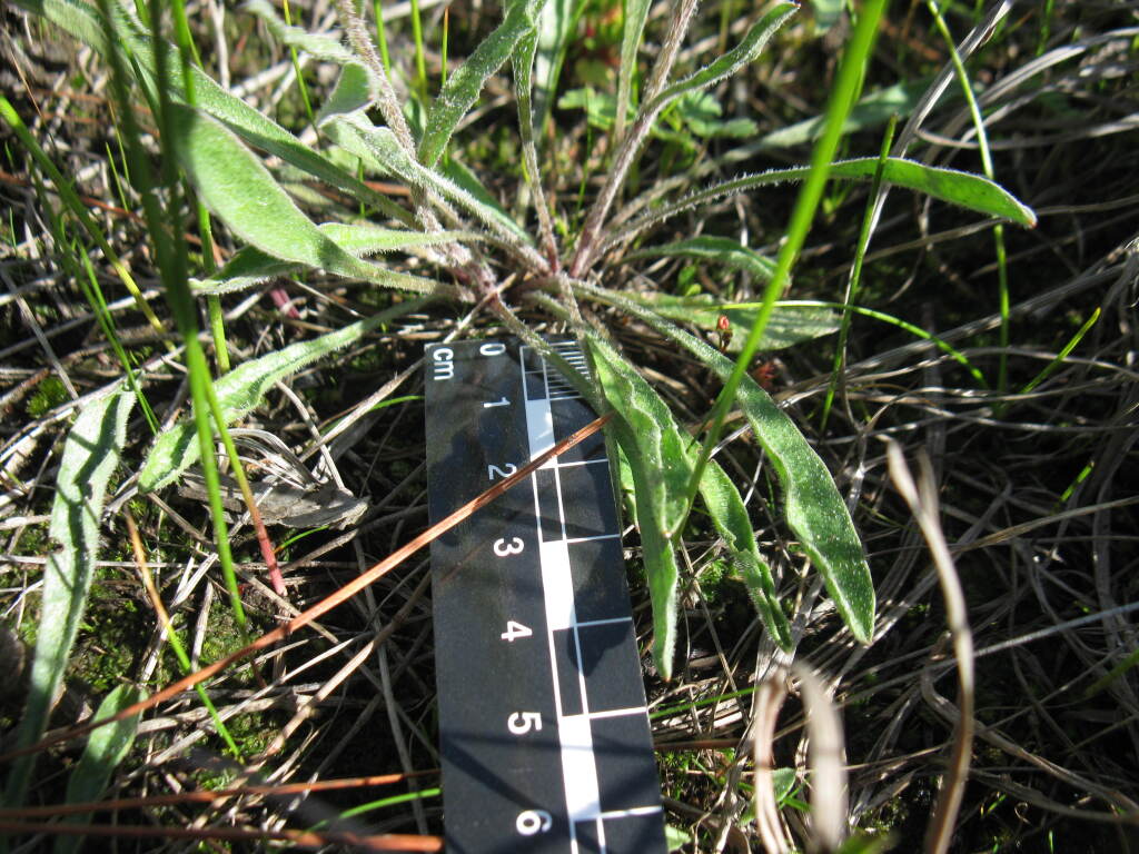 Craspedia basaltica (hero image)