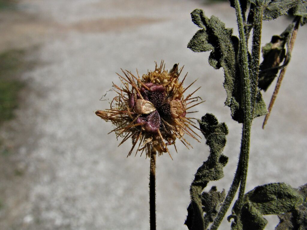 Calotis cuneifolia (hero image)