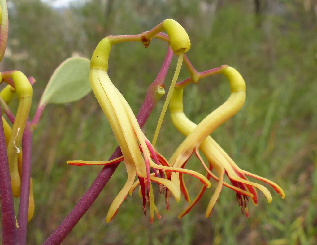 Loranthaceae (hero image)