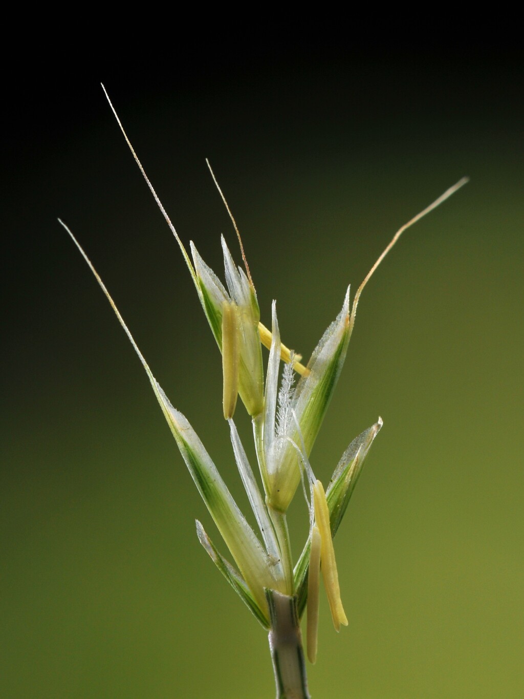 Gaudinia fragilis (hero image)