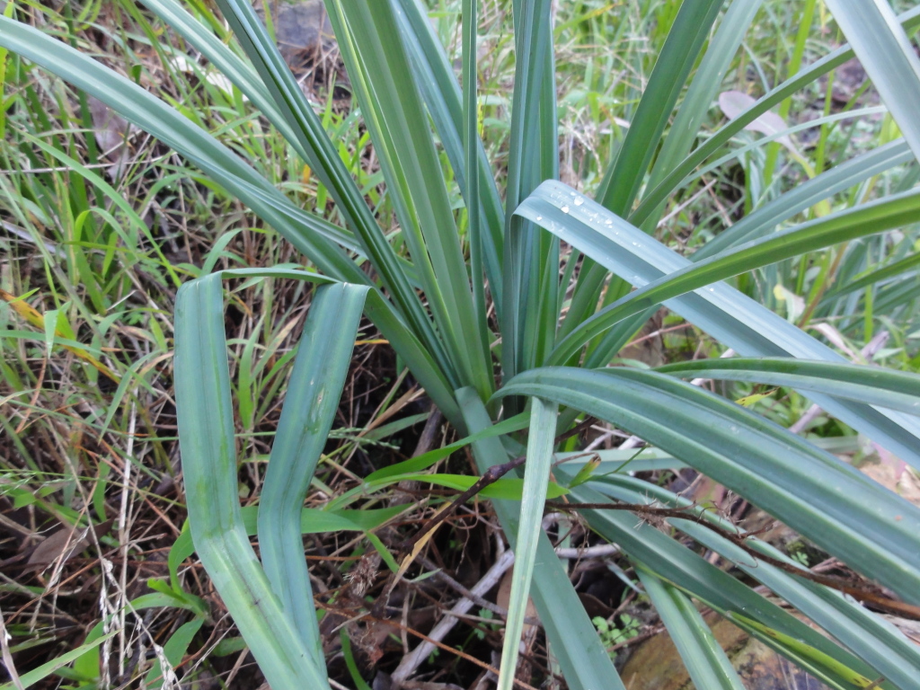 Carex riparia (hero image)