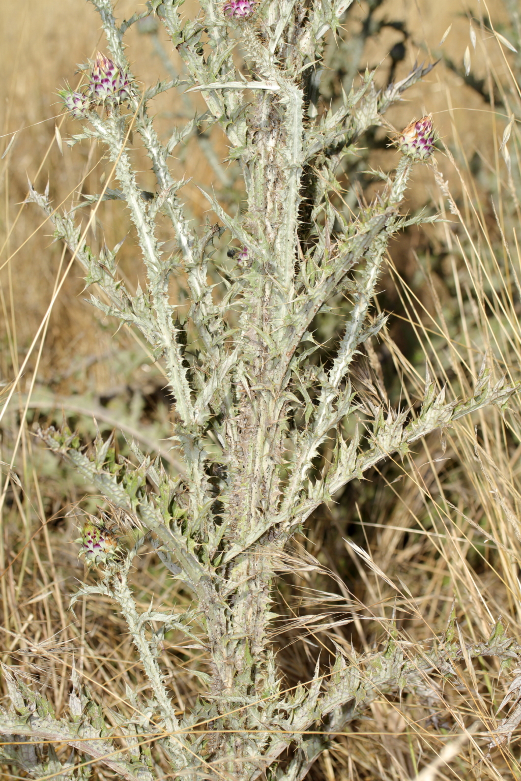 Onopordum illyricum (hero image)
