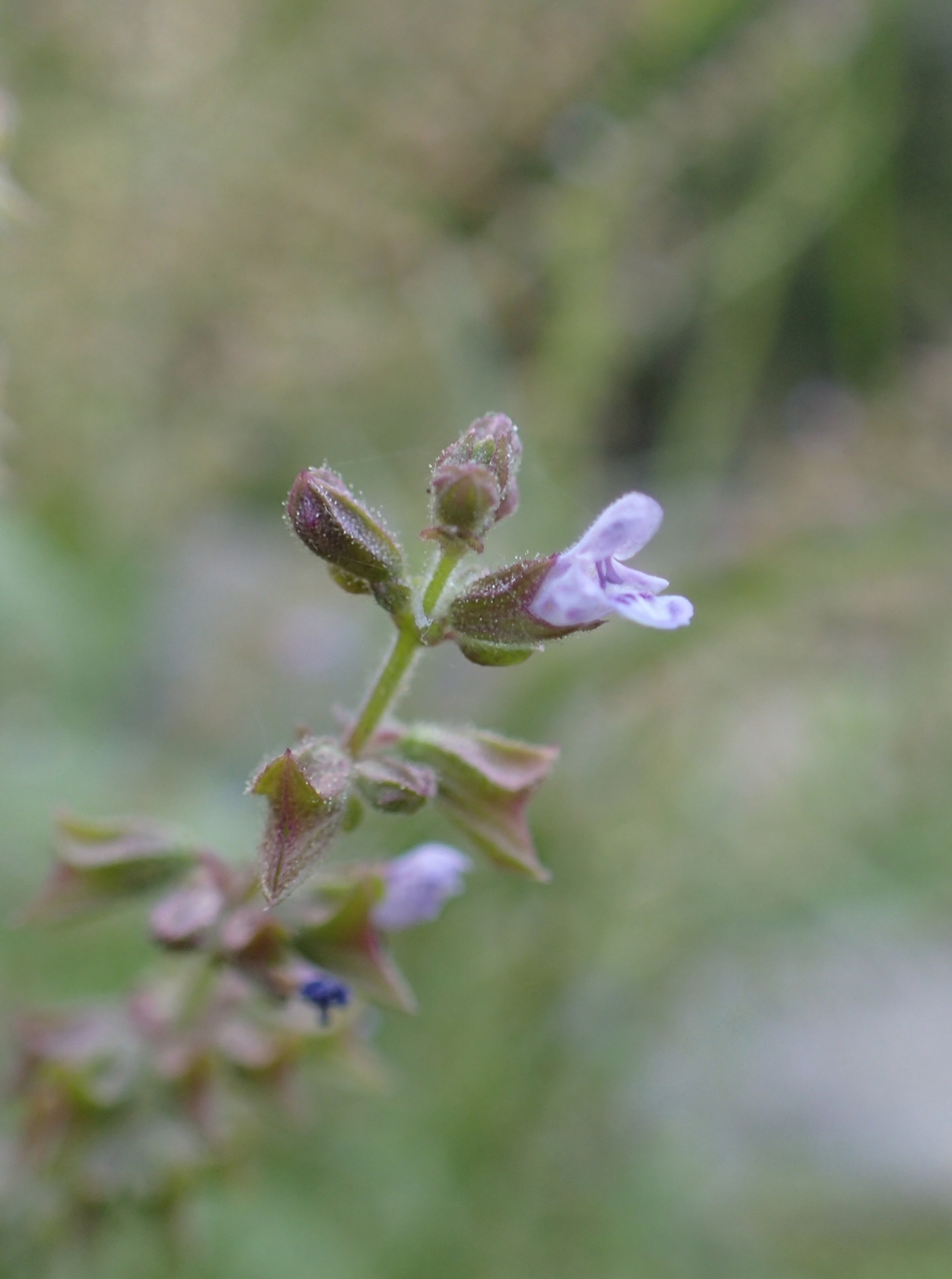 Salvia plebeia (hero image)