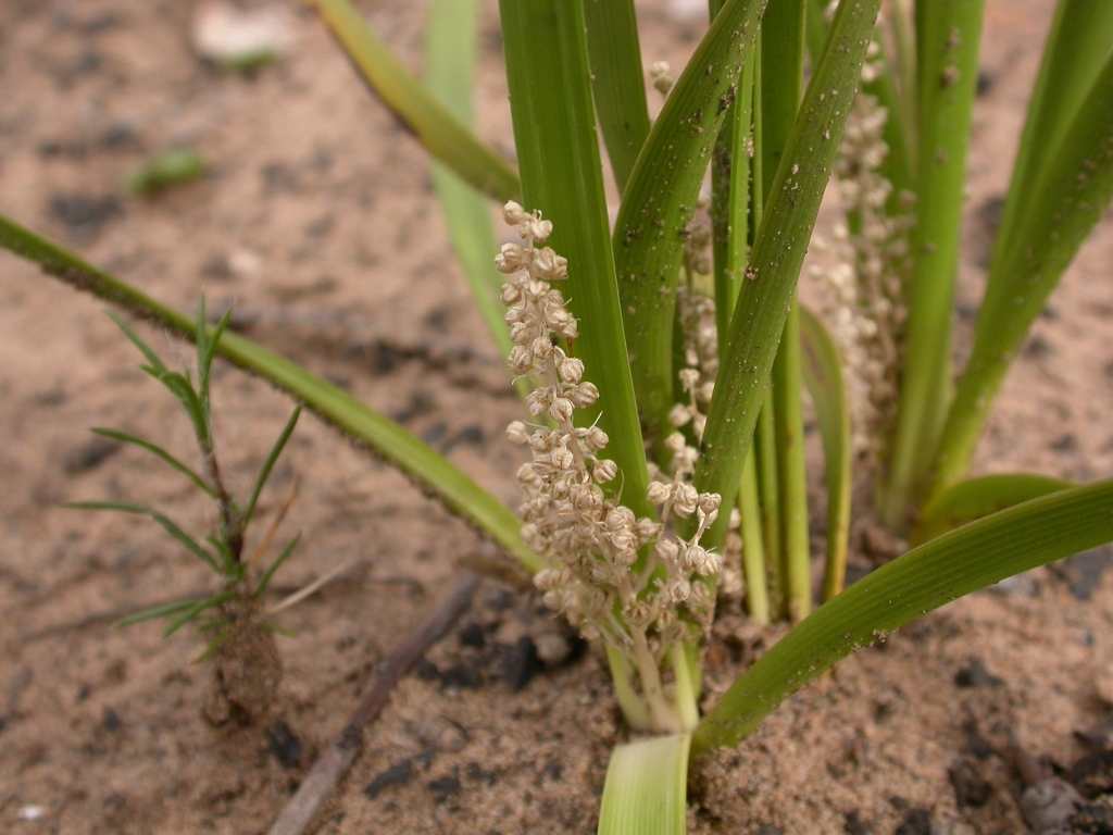 Lomandra filiformis (hero image)