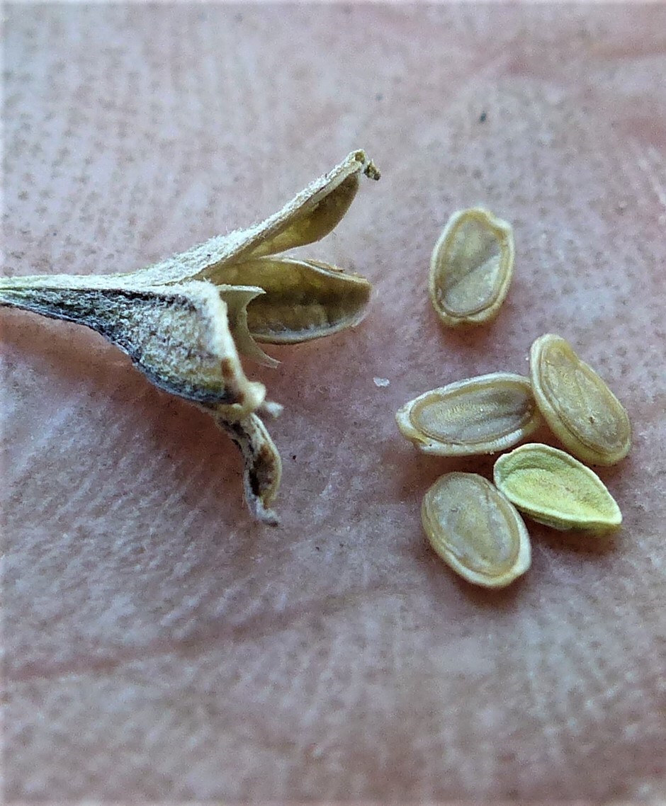 Goodenia hederacea subsp. hederacea (hero image)