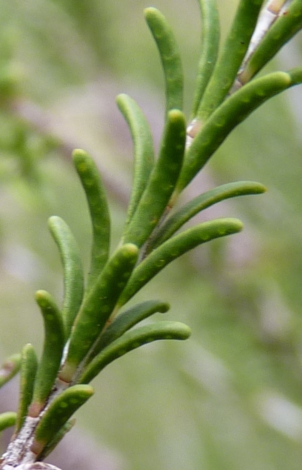 Melaleuca parvistaminea (hero image)