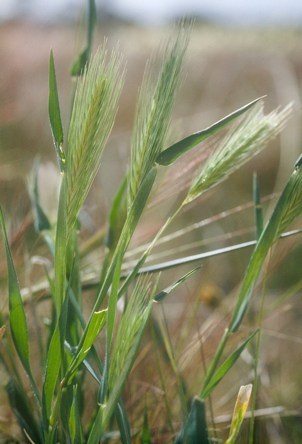 Hordeum glaucum (hero image)