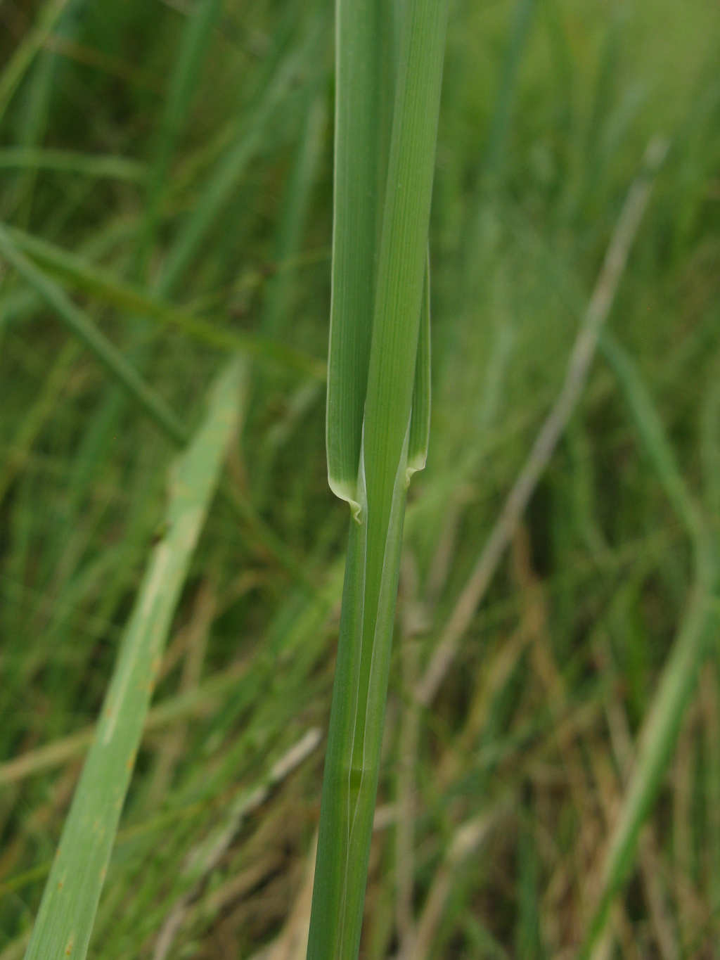 Walwhalleya proluta (hero image)