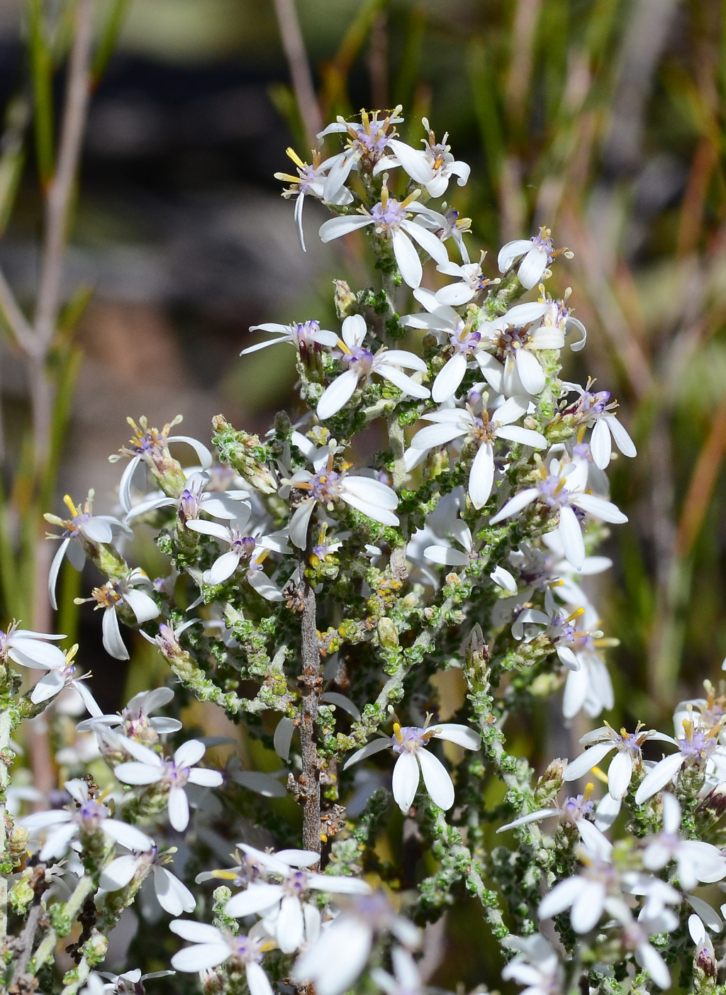 Olearia lepidophylla (hero image)