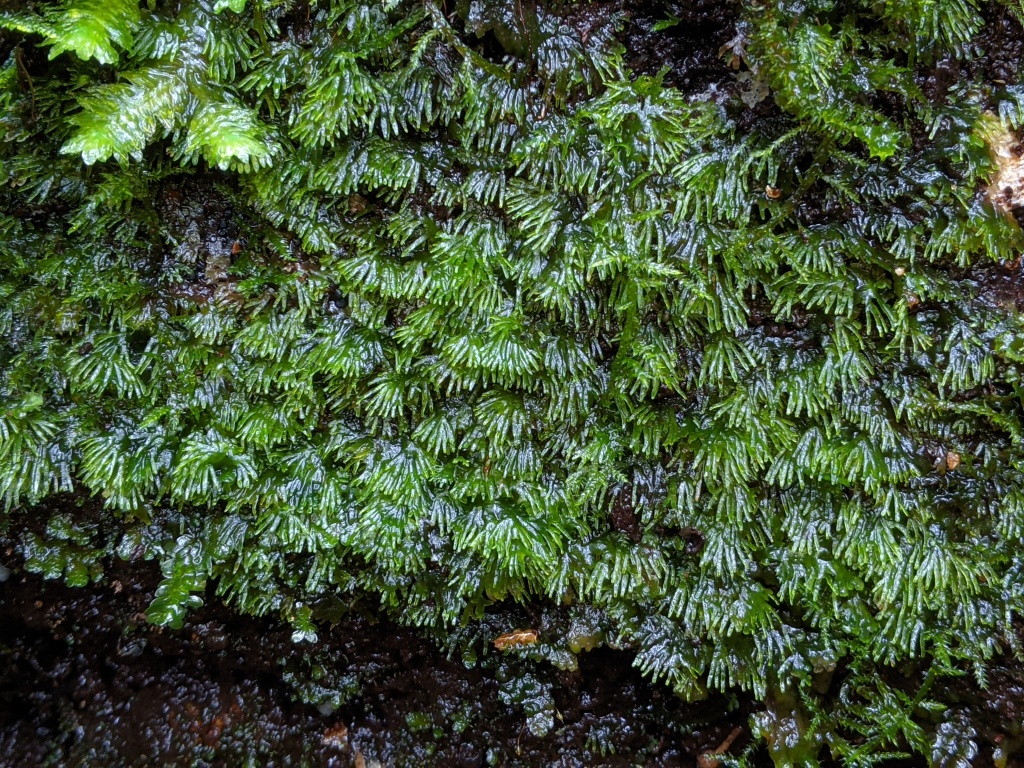 Riccardia (hero image)