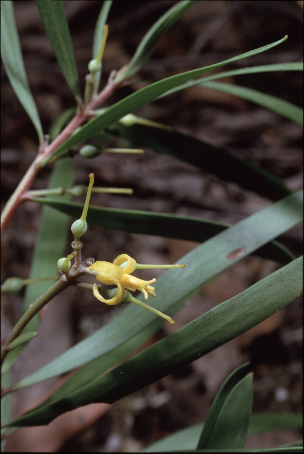 Persoonia ×lucida (hero image)