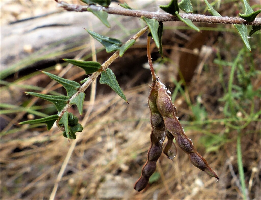 Acacia gunnii (hero image)