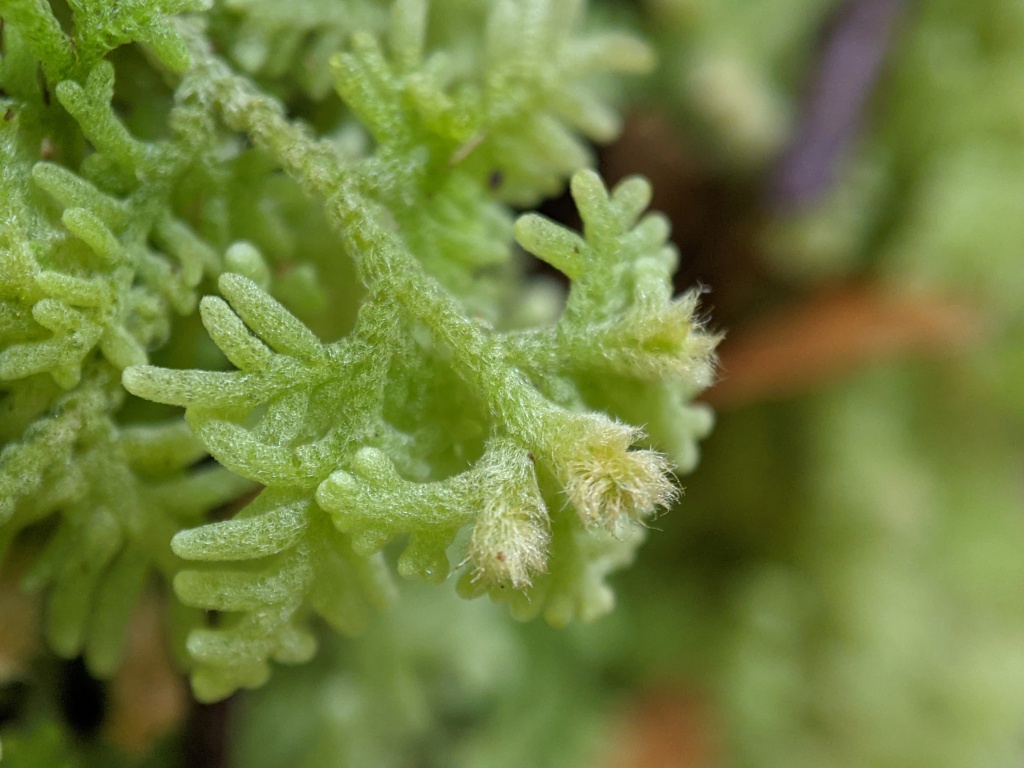 Trichocoleaceae (hero image)