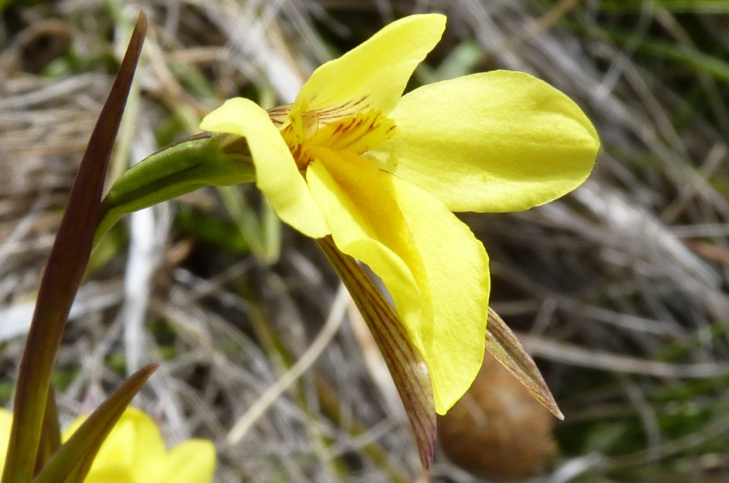 Diuris monticola (hero image)