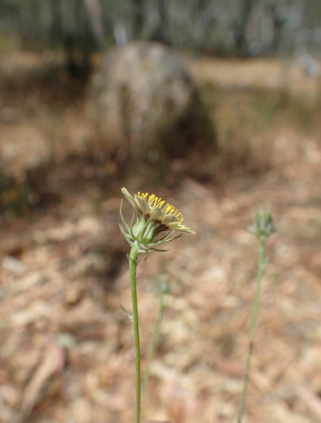 Tolpis barbata (hero image)