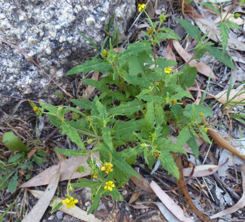 Sigesbeckia australiensis subsp. australiensis (hero image)