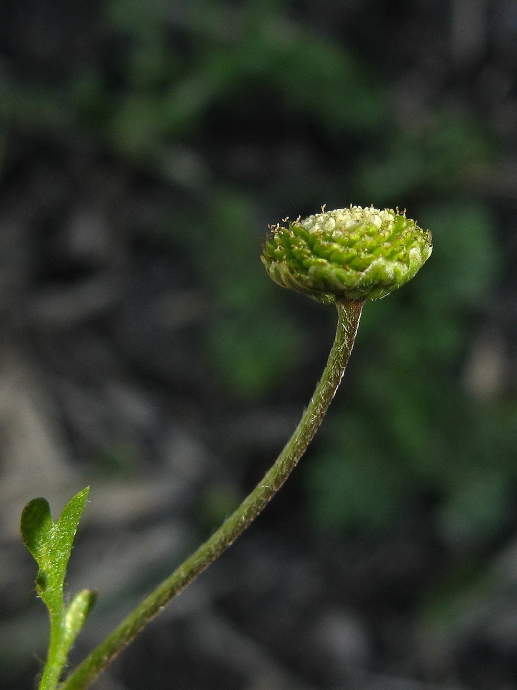 Cotula australis (hero image)