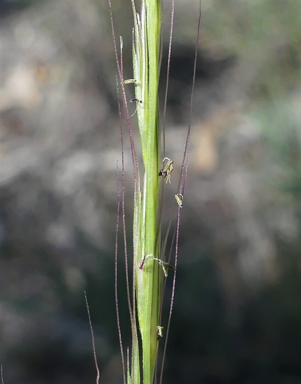 Enteropogon acicularis (hero image)