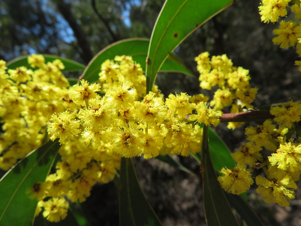 Acacia rubida (hero image)