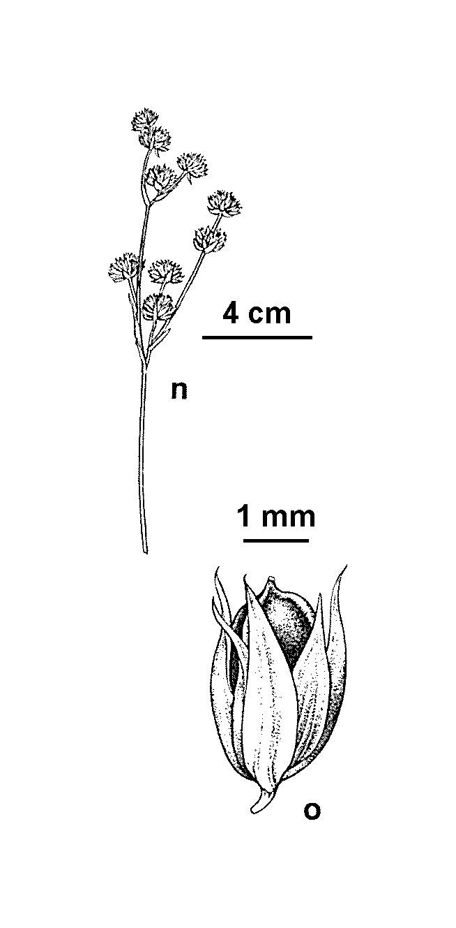 Juncus microcephalus (hero image)