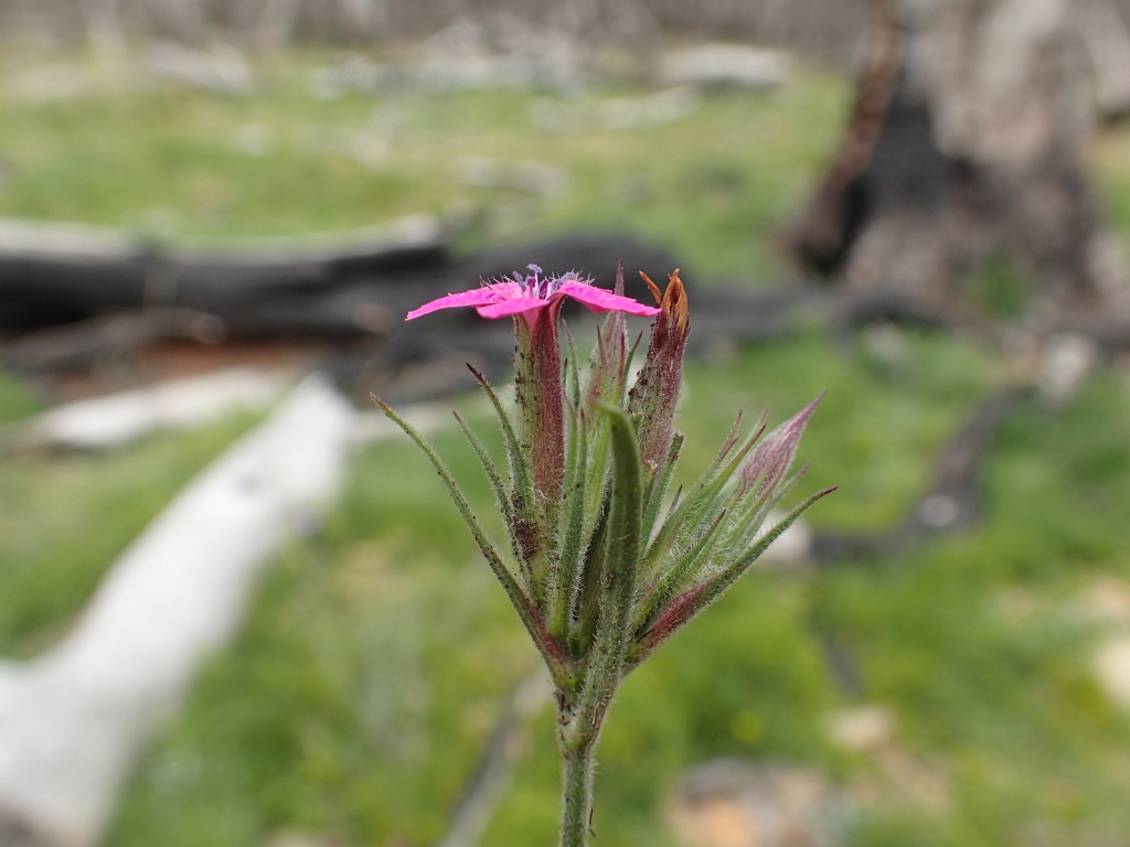 Dianthus armeria (hero image)