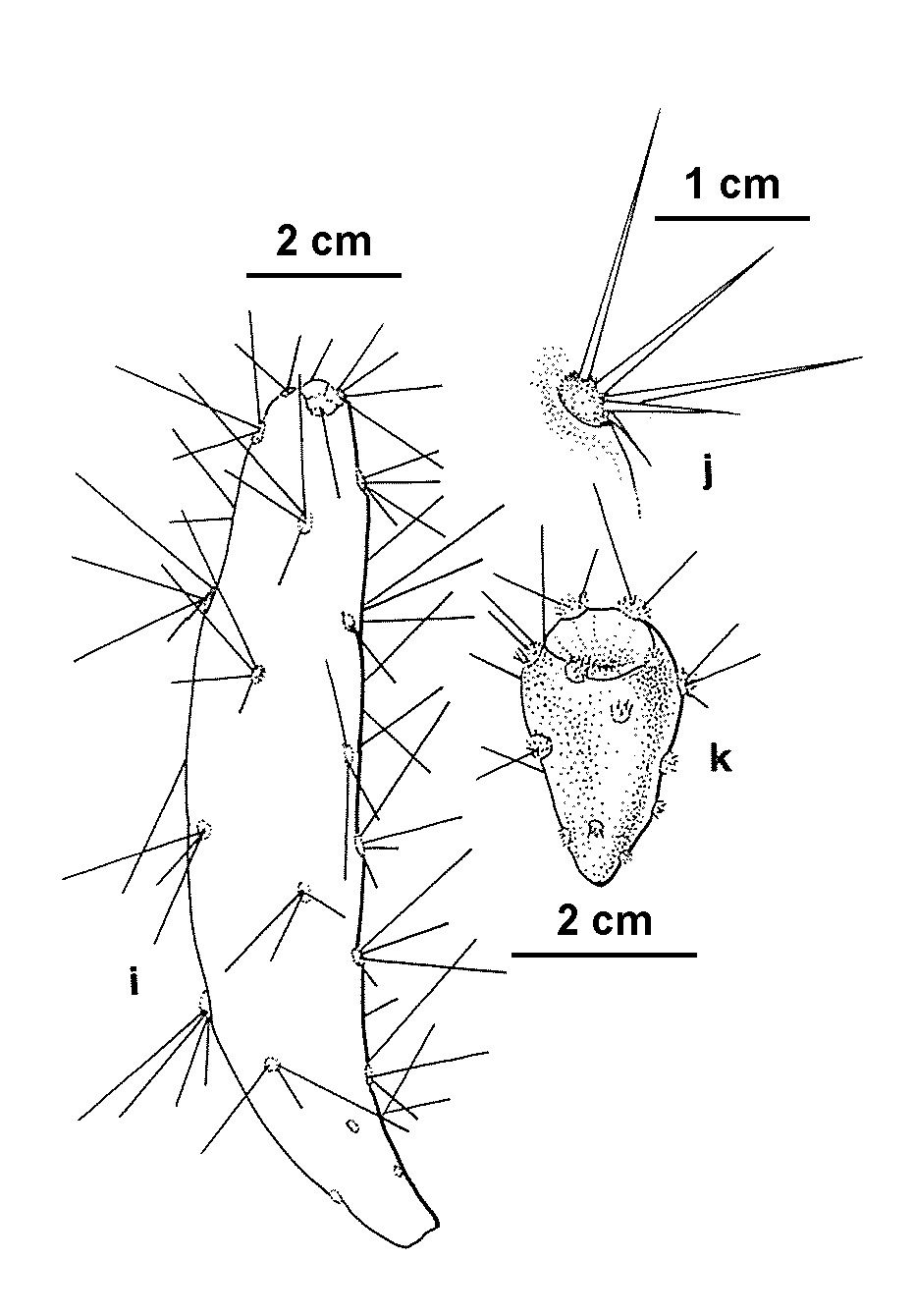 Opuntia aurantiaca (hero image)