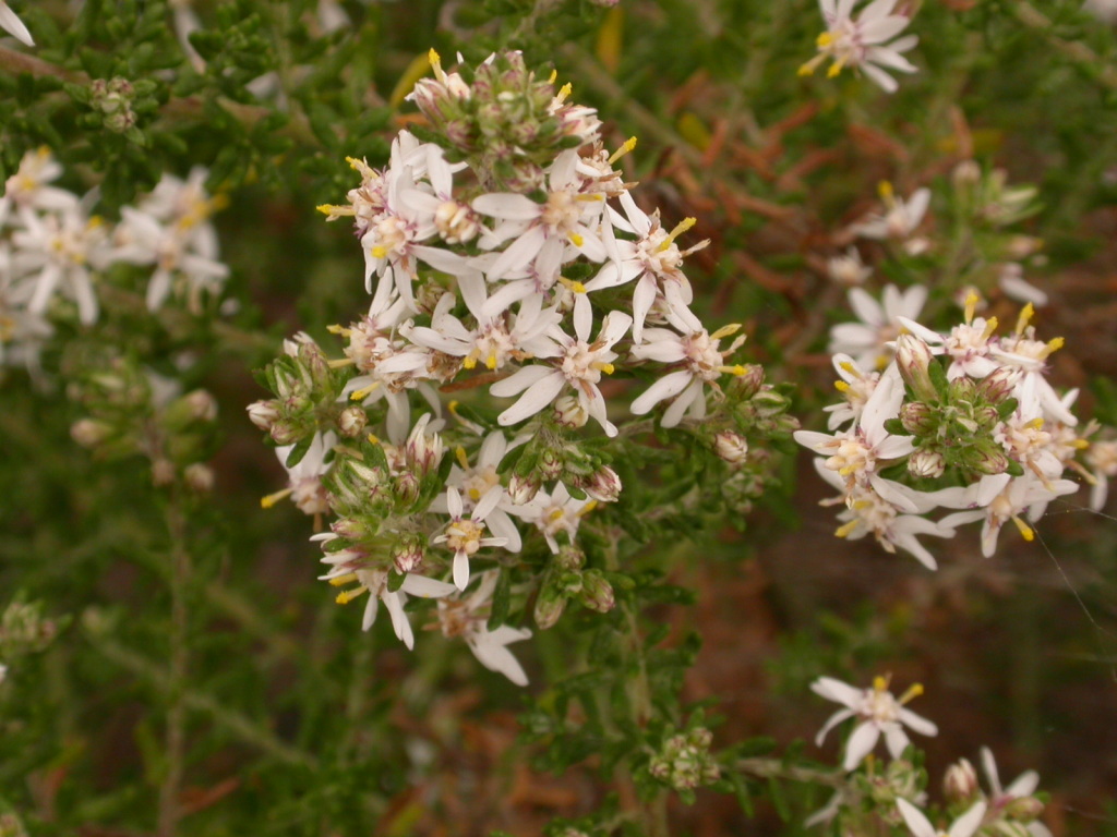 Olearia ramulosa var. ramulosa (hero image)