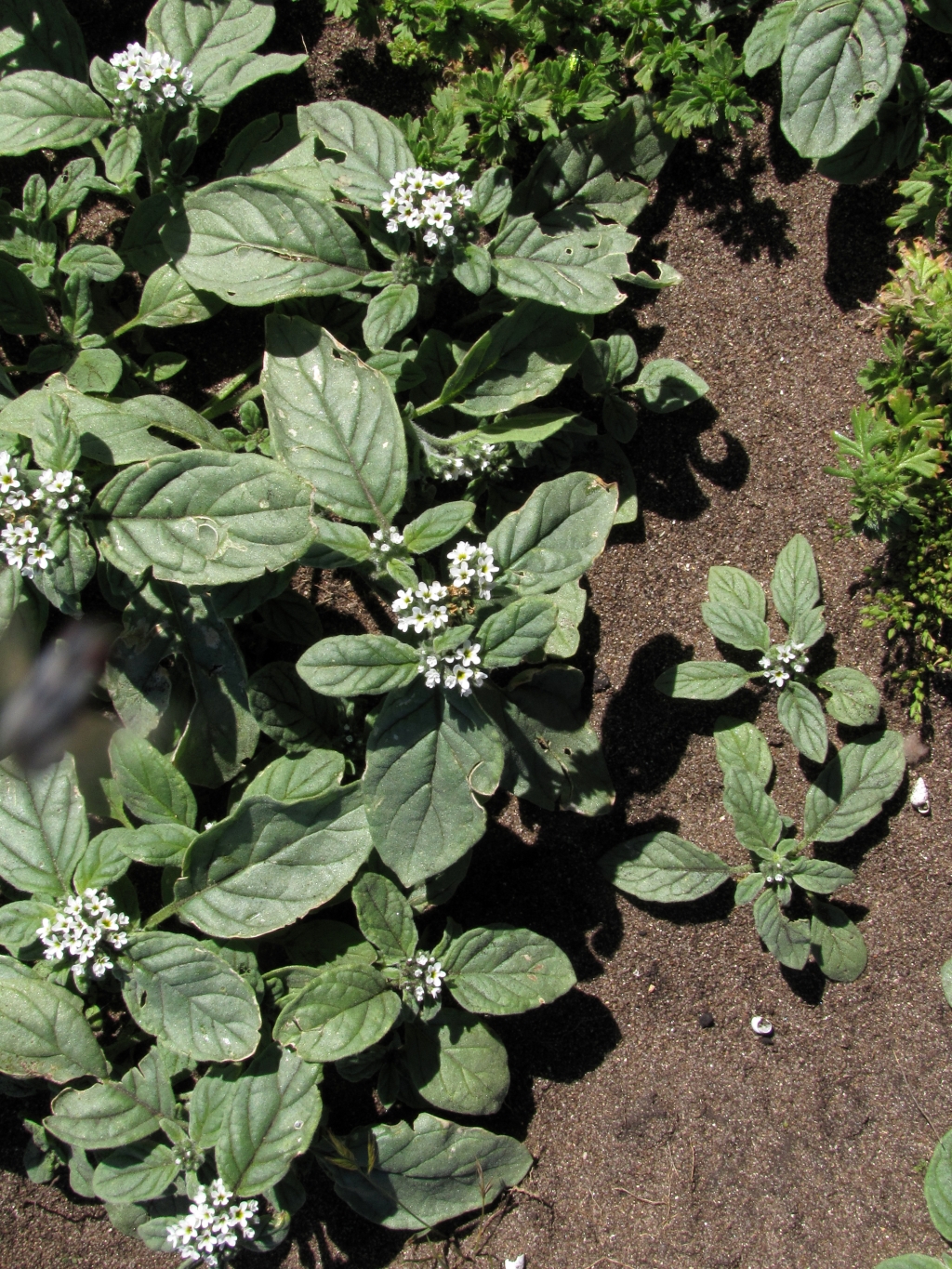 Boraginaceae (hero image)