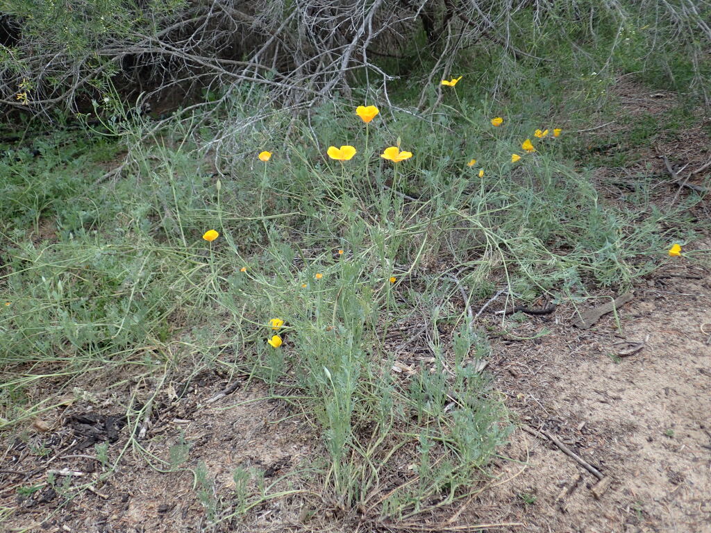 Eschscholzia californica (hero image)