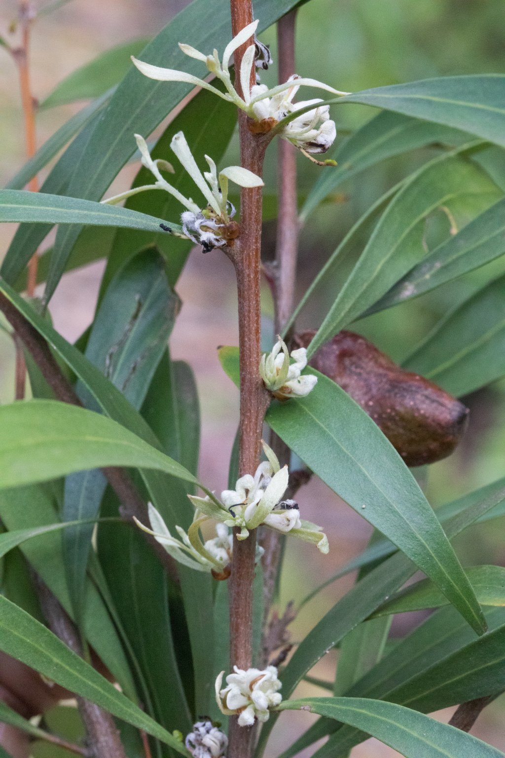 Hakea eriantha (hero image)