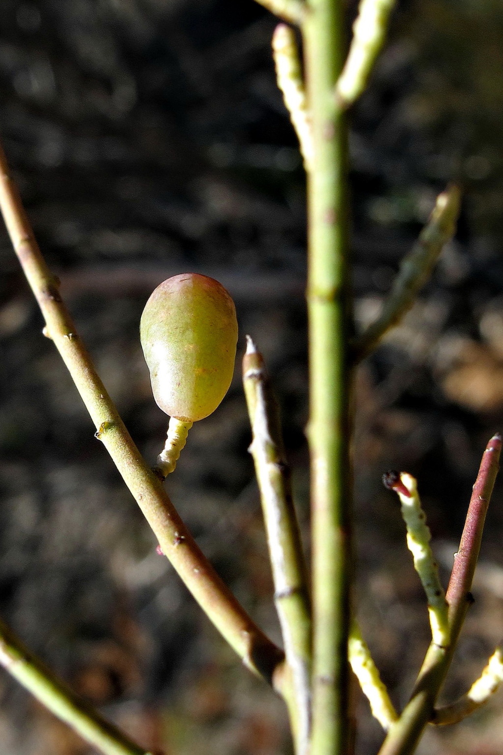 Leptomeria aphylla (hero image)