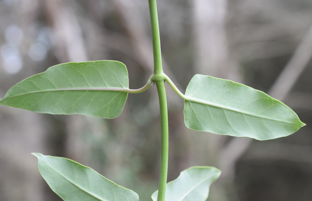 Araujia sericifera (hero image)