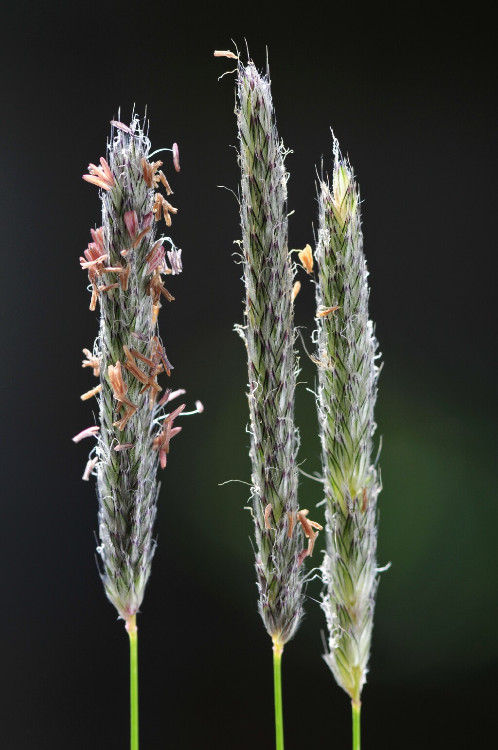 Alopecurus (hero image)