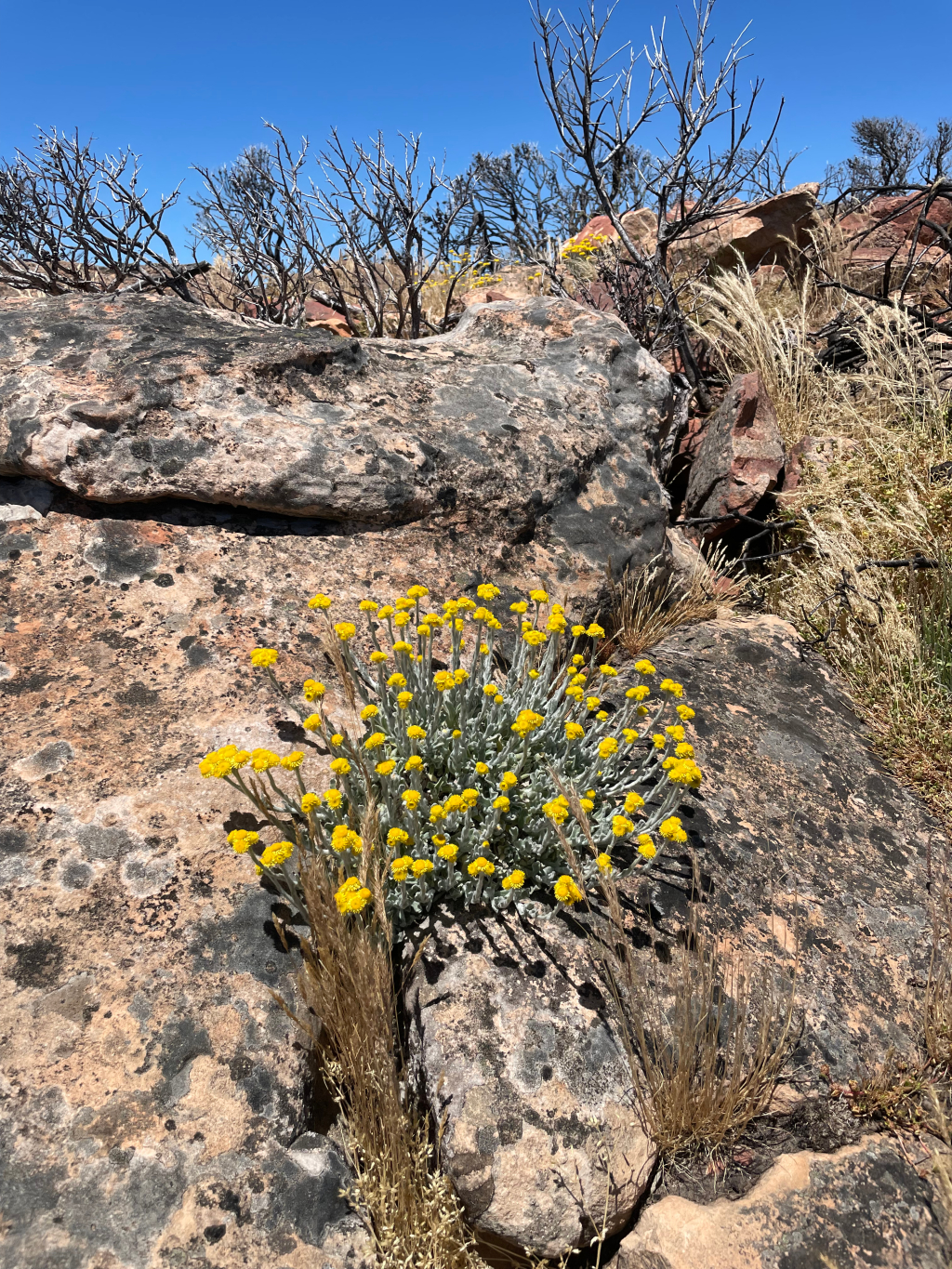 Chrysocephalum apiculatum (hero image)