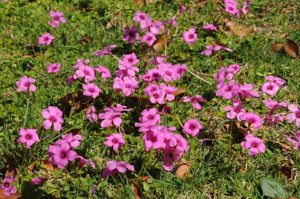 Oxalis brasiliensis (hero image)