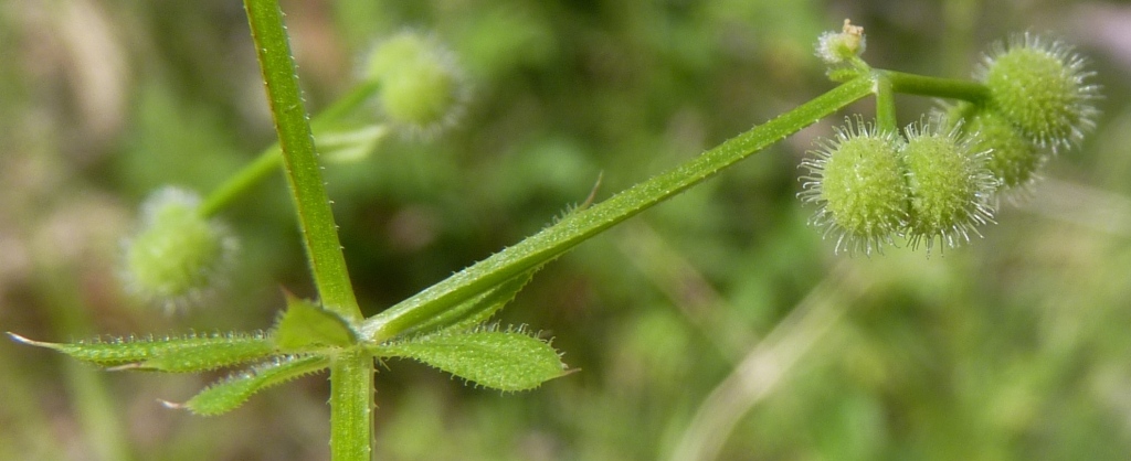 Galium aparine (hero image)