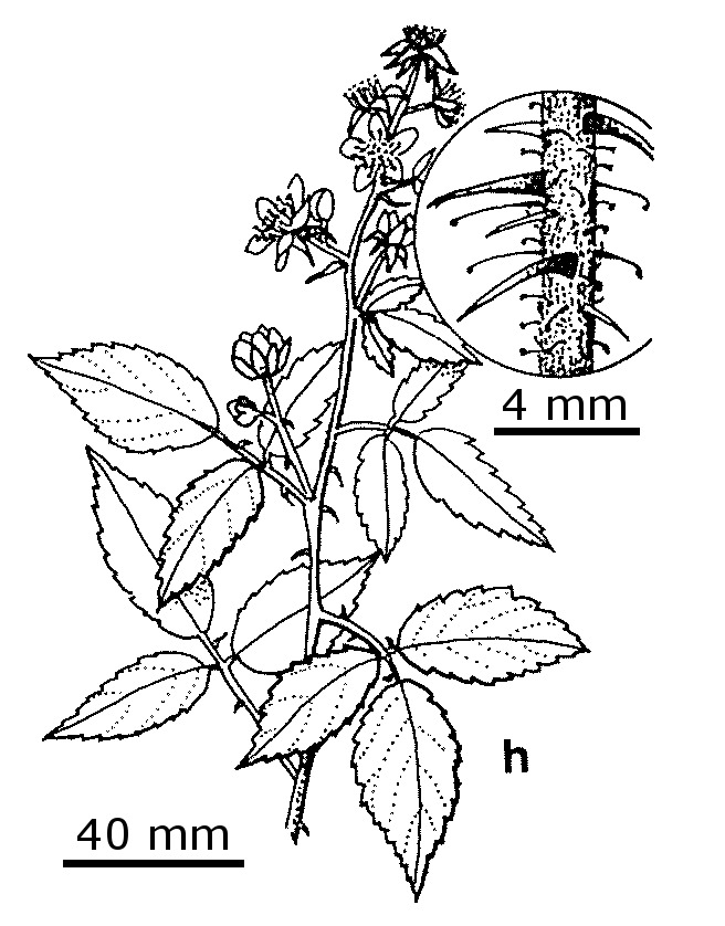 Rubus erythrops (hero image)