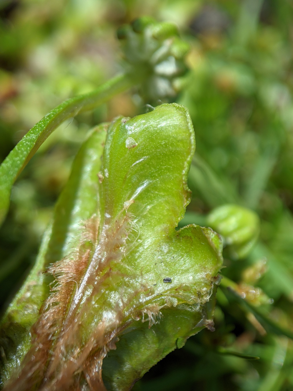 Marchantiaceae (hero image)