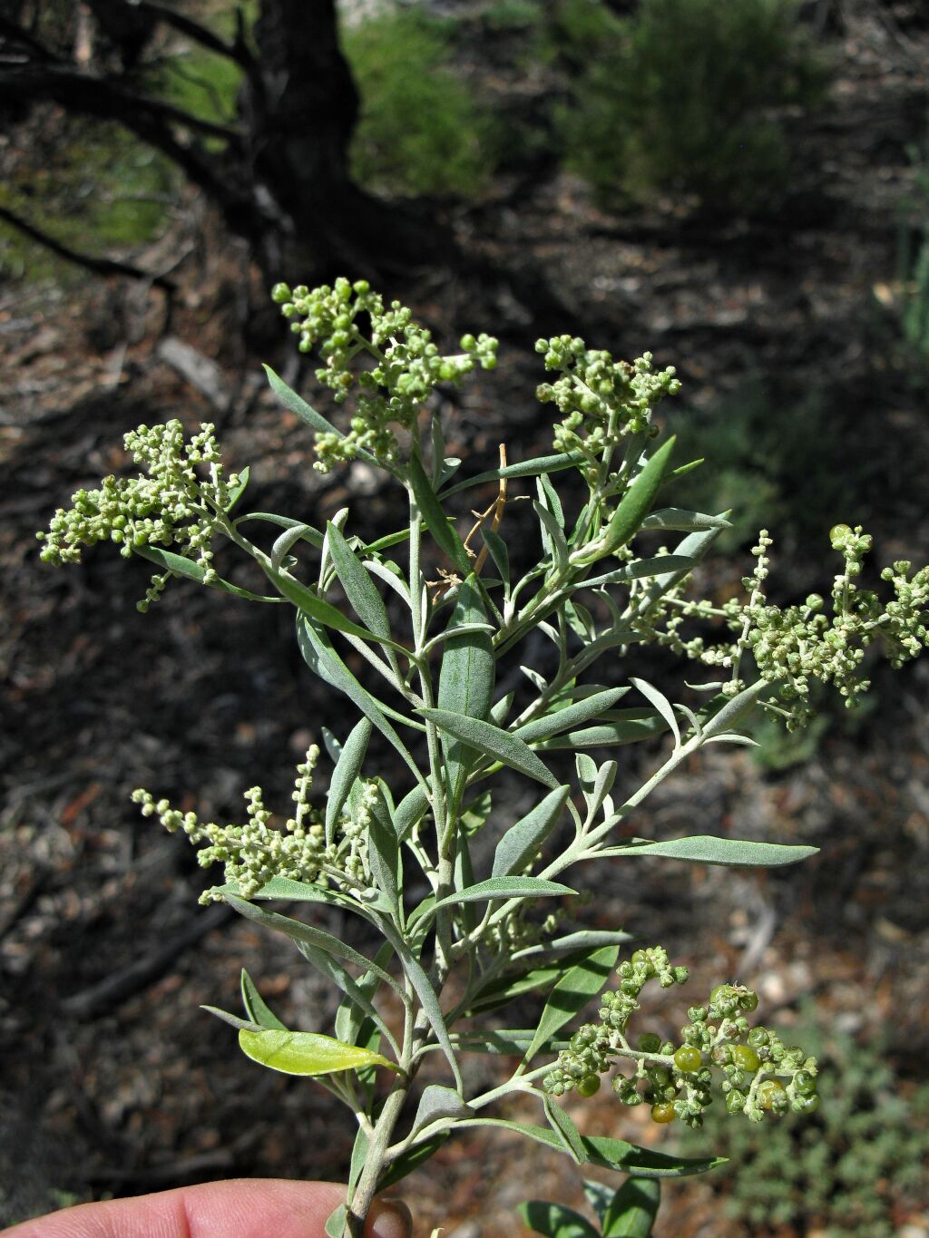 Rhagodia candolleana (hero image)