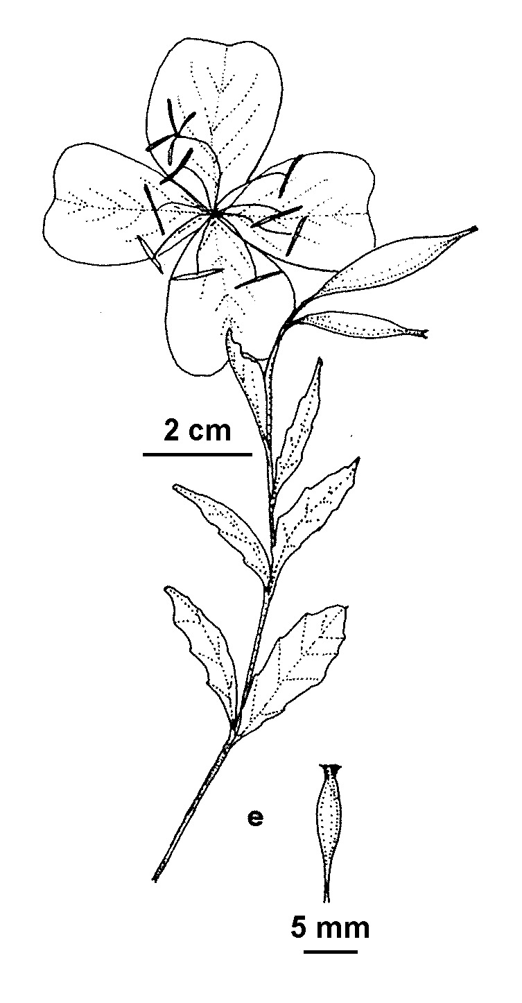 Oenothera speciosa (hero image)