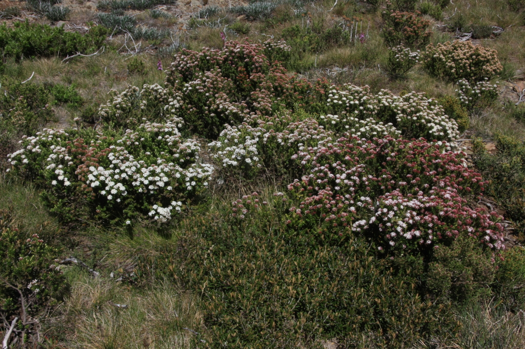 Ozothamnus alpinus (hero image)