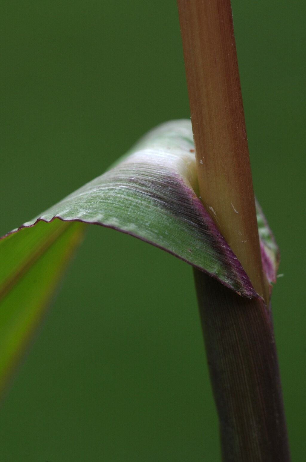 Echinochloa microstachya (hero image)