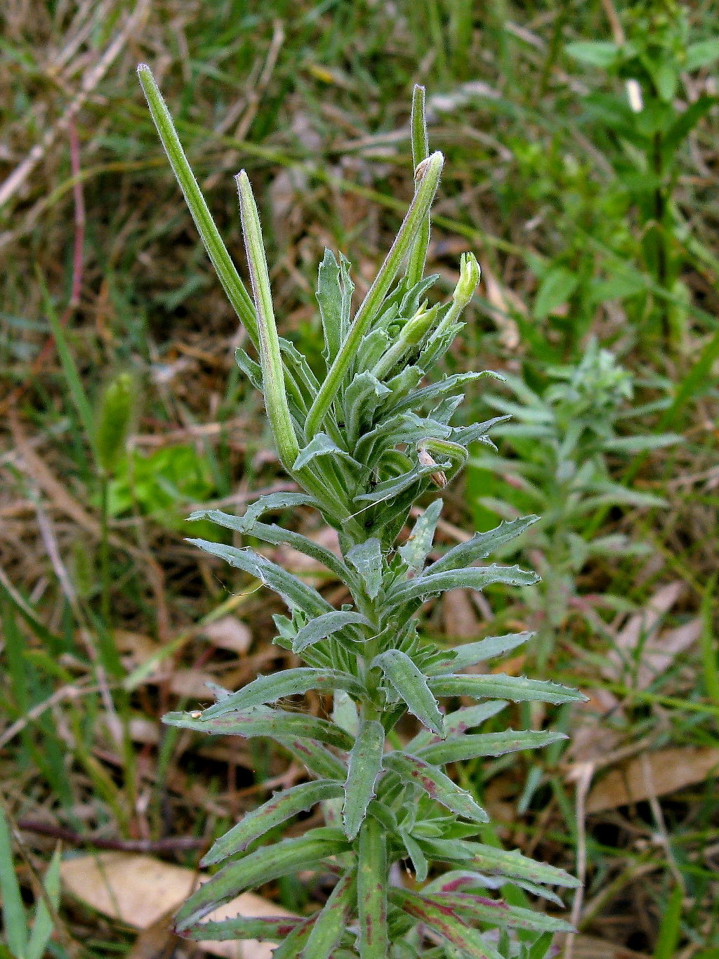 Epilobium billardiereanum subsp. cinereum (hero image)