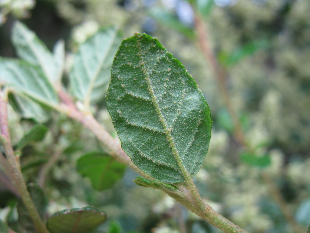 Pomaderris racemosa (hero image)