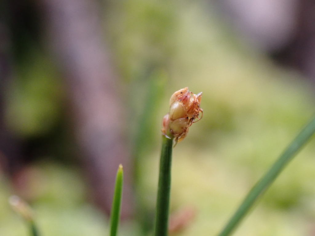 Isolepis aucklandica (hero image)