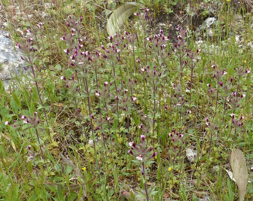 Bellardia latifolia (hero image)