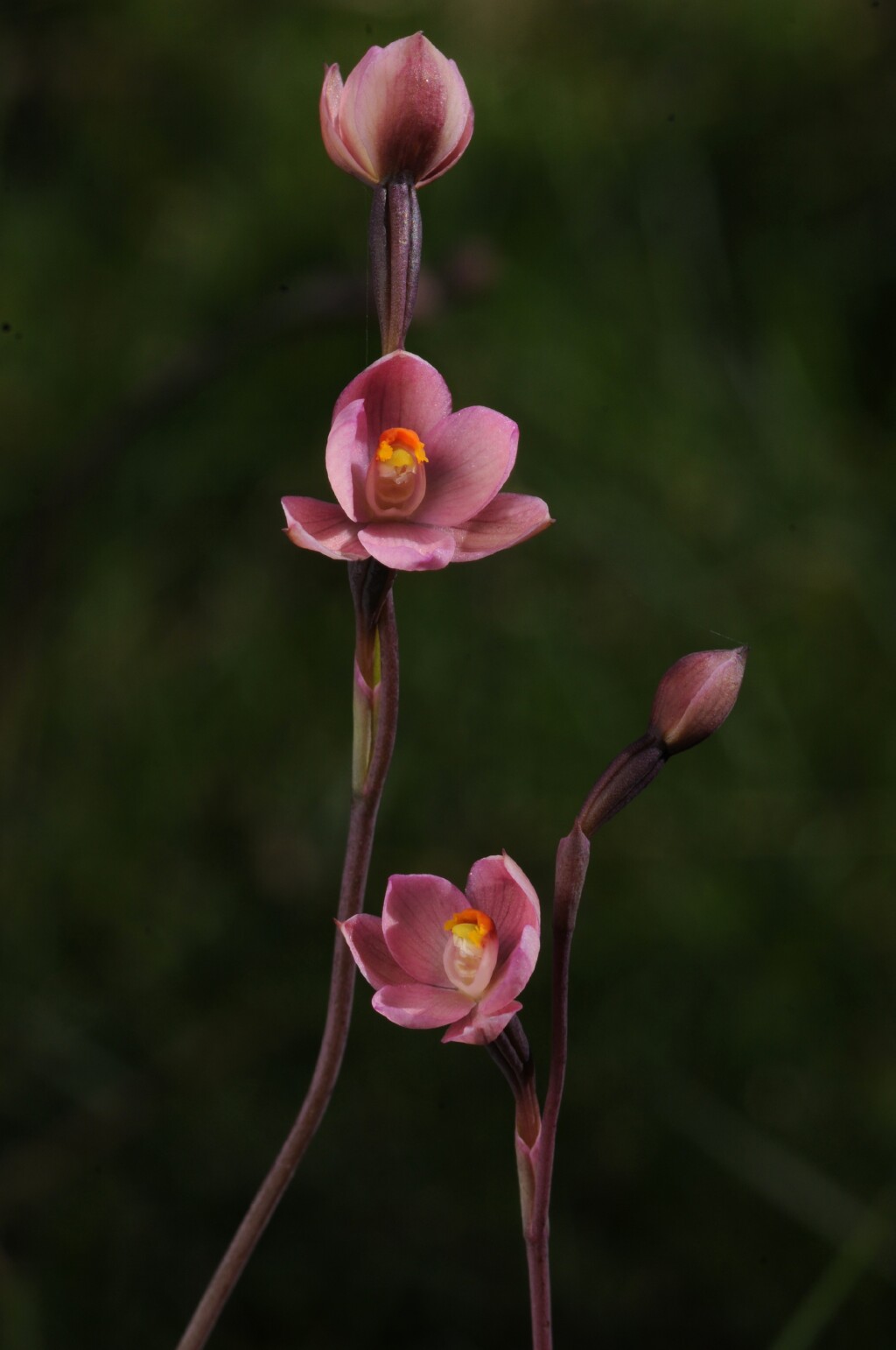 Thelymitra rubra (hero image)