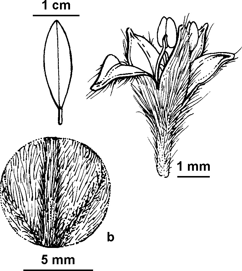 Pomaderris sericea (hero image)