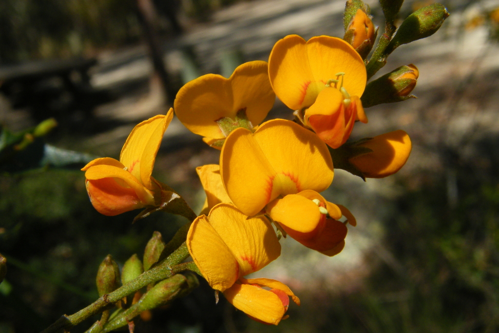 Podolobium ilicifolium (hero image)